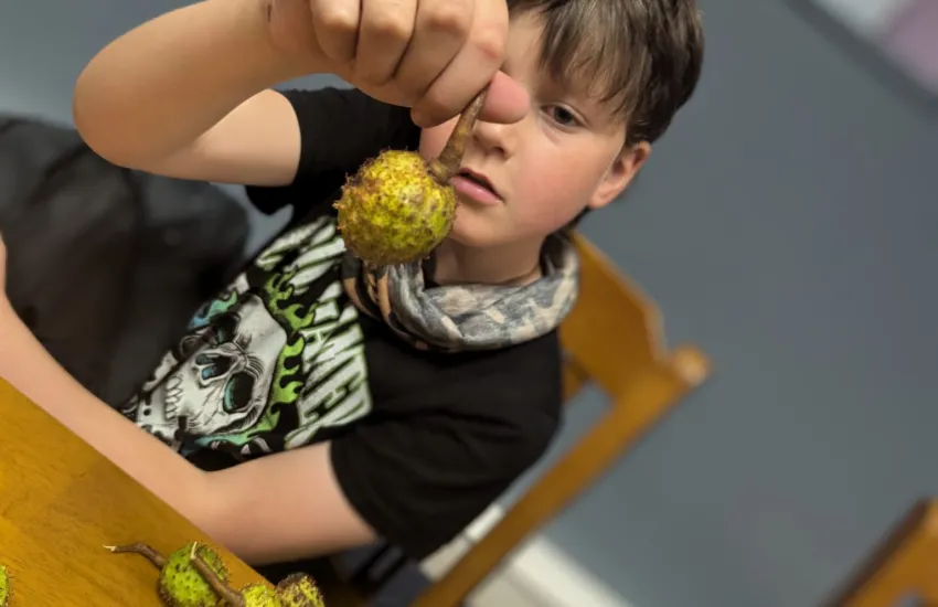 cubs preparing conkers