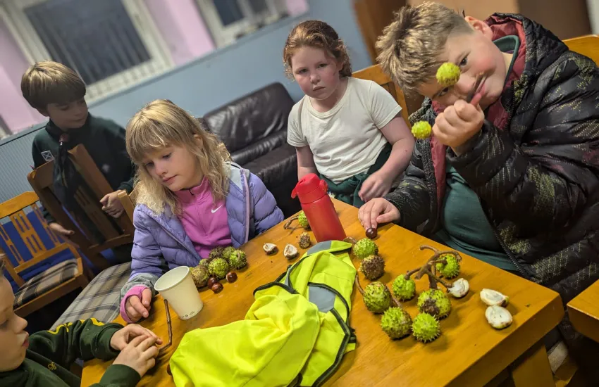 cubs preparing conkers