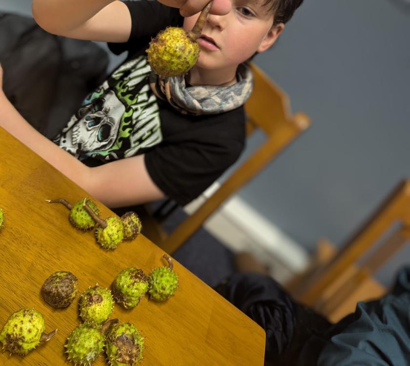 cubs preparing conkers
