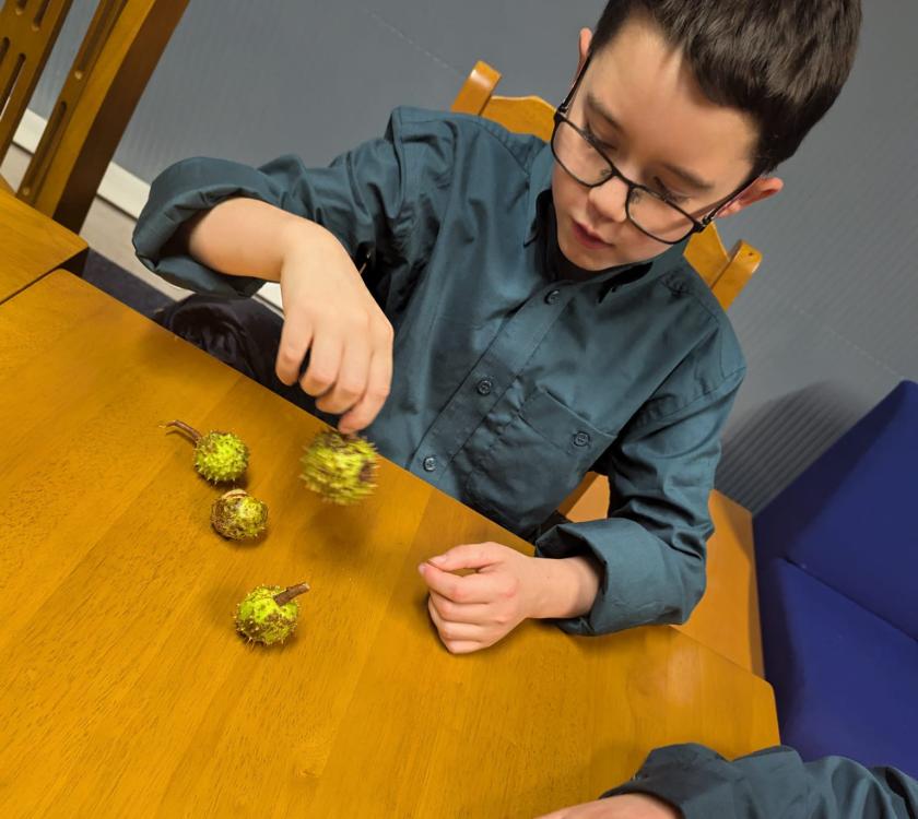 a scout surveying his conker haul